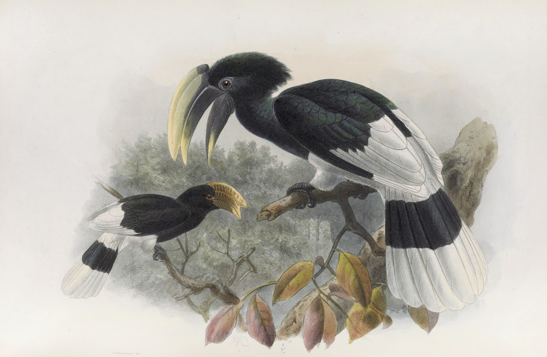Bycanistes albotibialis by Daniel Giraud Elliot