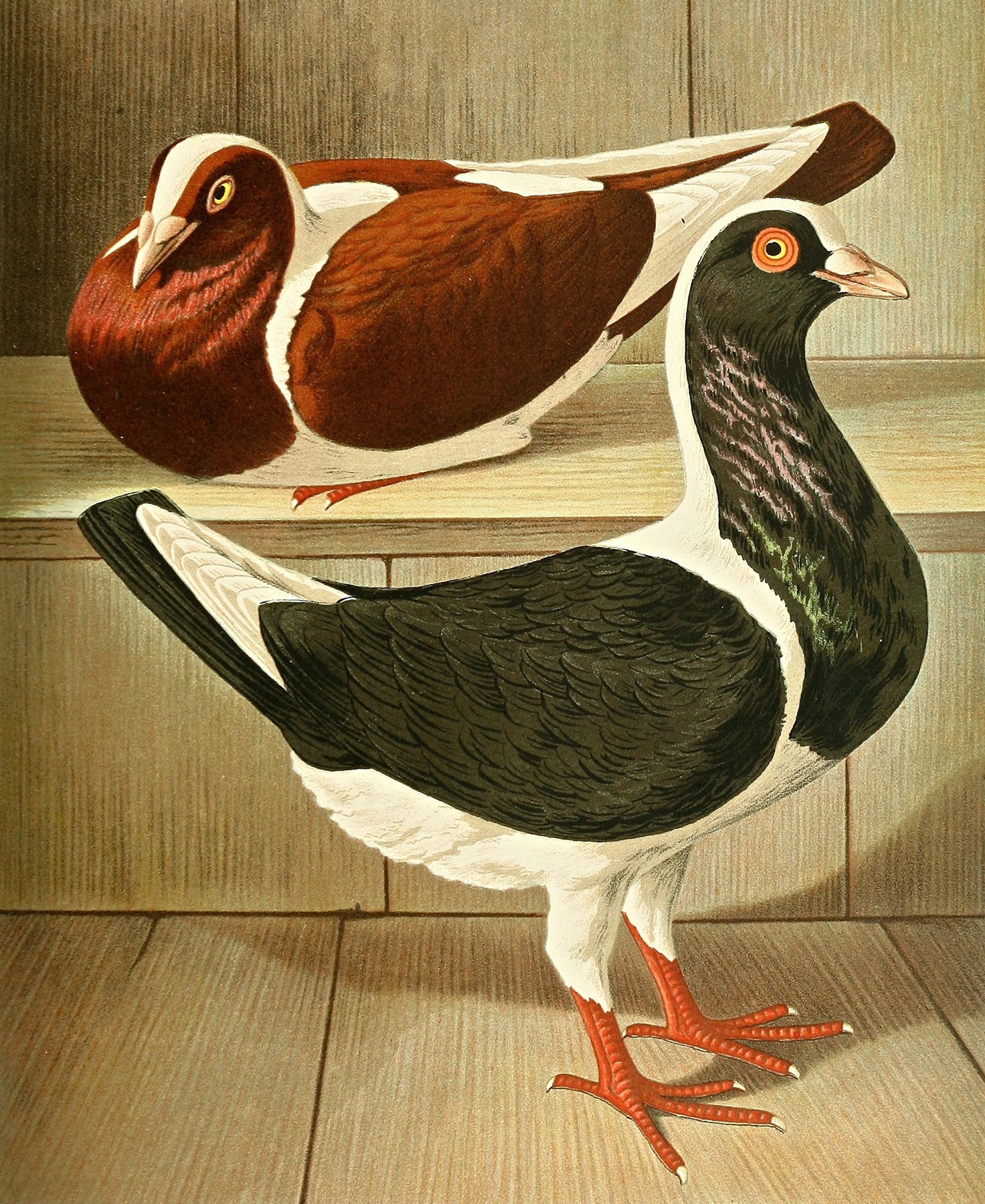 C. austriaca Washington by Gustav Prütz