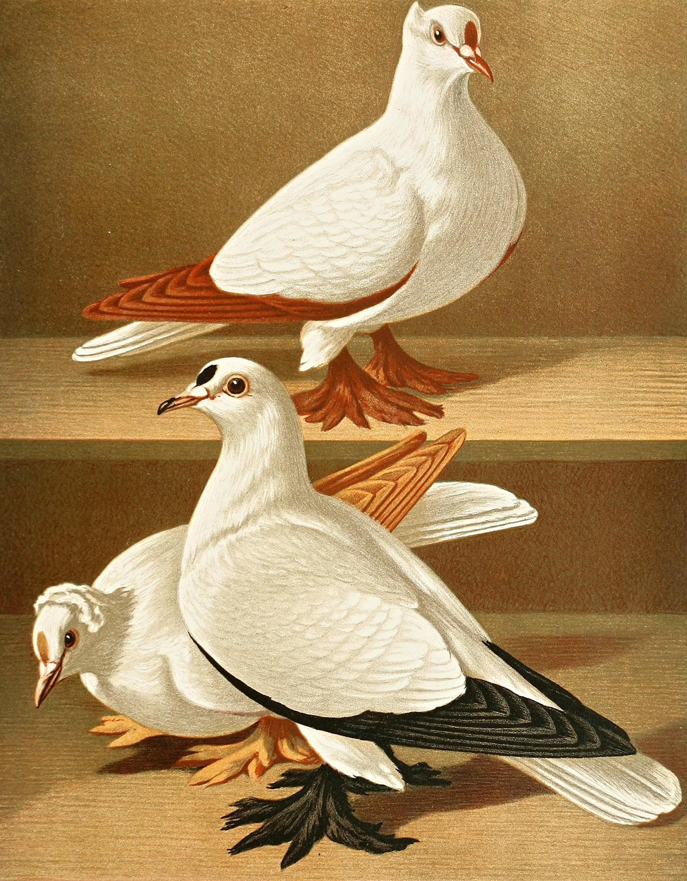 C. remigalis by Gustav Prütz