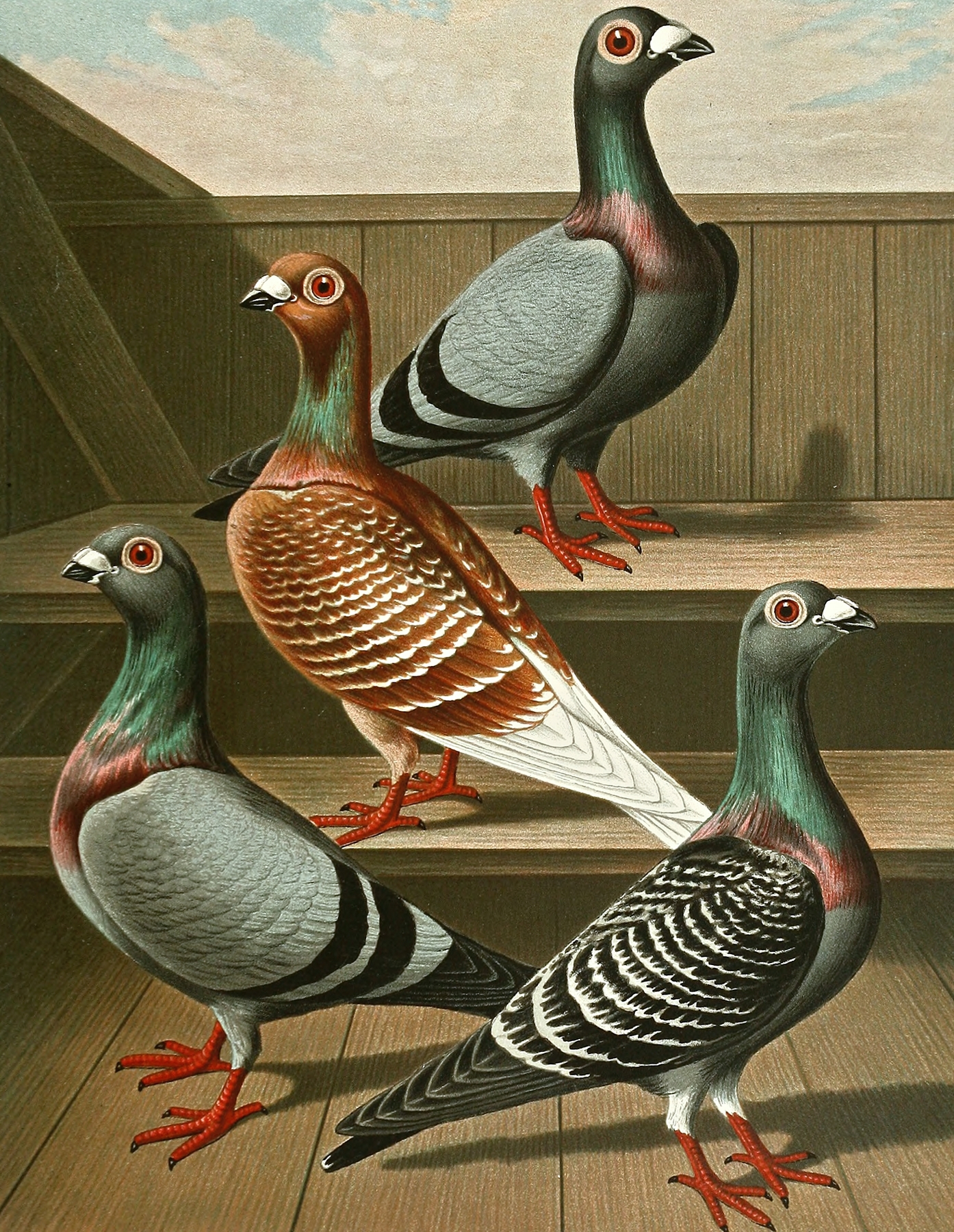C. tabellaria europea by Gustav Prütz