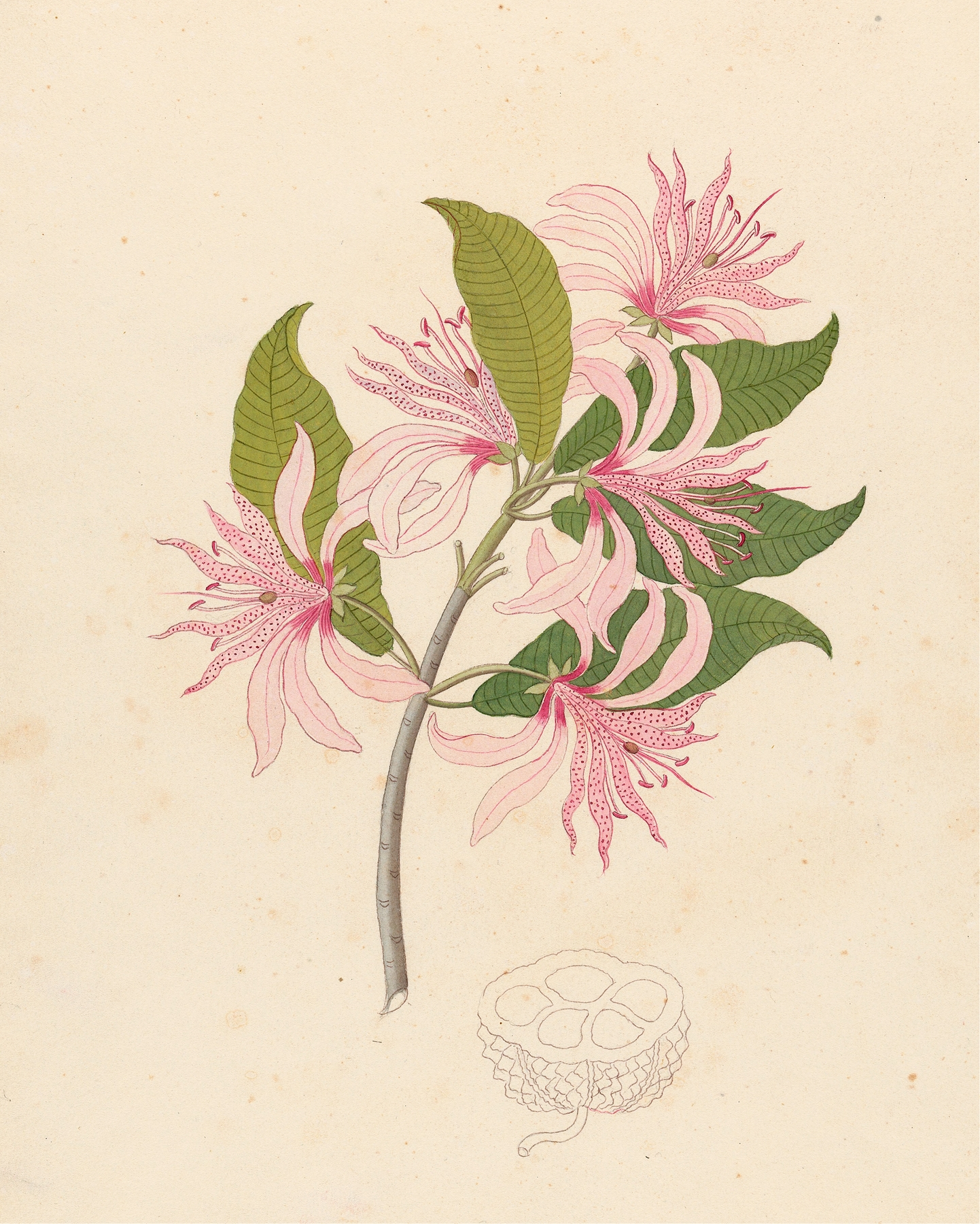 Calodendrum capense by Clemenz Heinrich Wehdemann