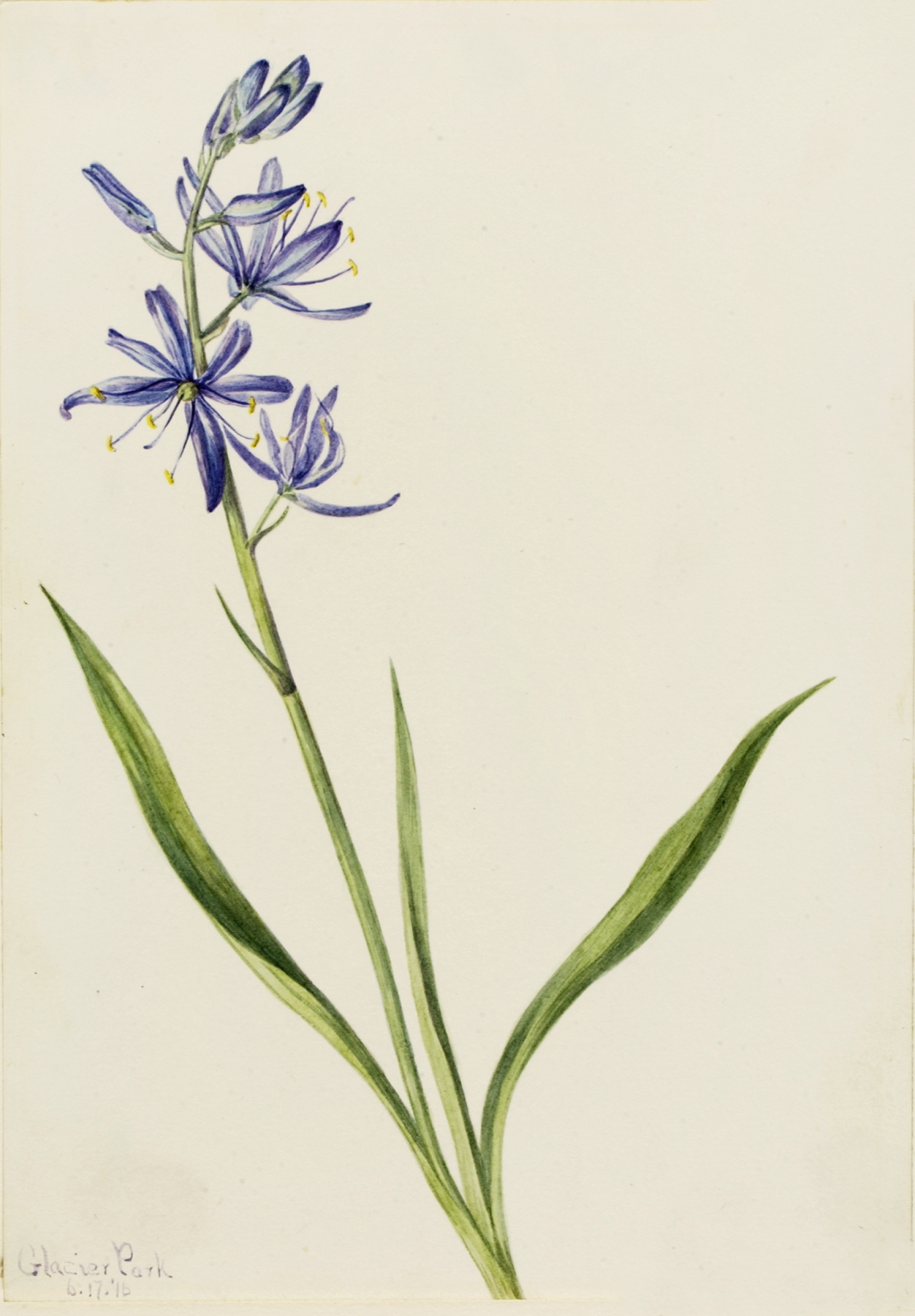 Camas by Mary Vaux Walcott