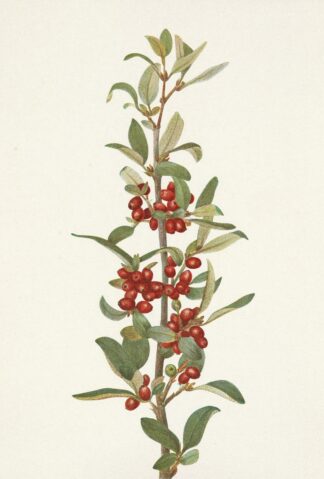 Canada Buffaloberry. Lepargyrea canadensis by Mary Vaux Walcott