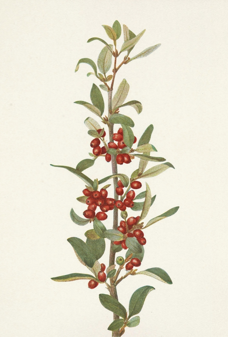 Canada Buffaloberry. Lepargyrea canadensis by Mary Vaux Walcott
