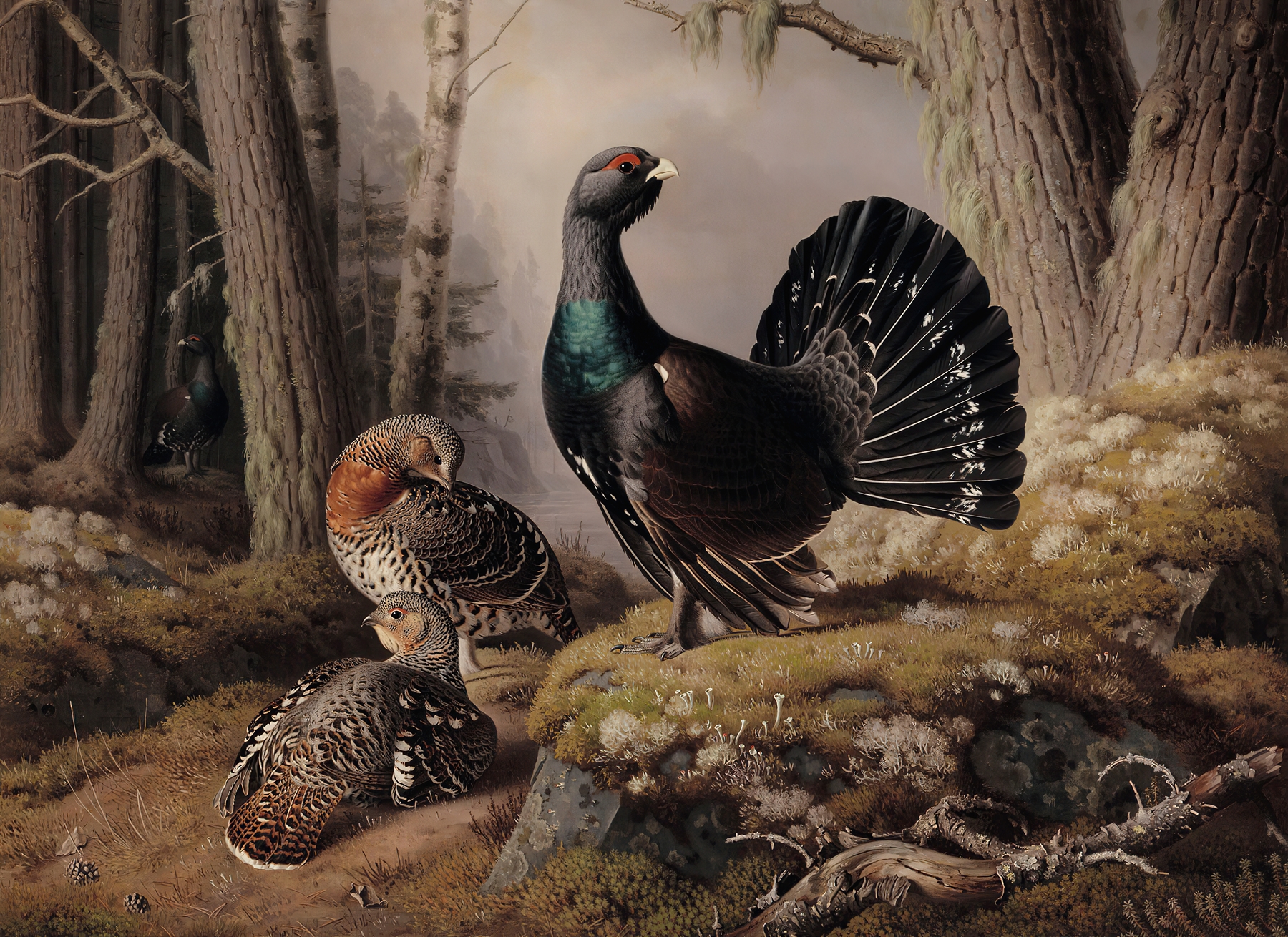 Capercaillies Courting by Ferdinand von Wright