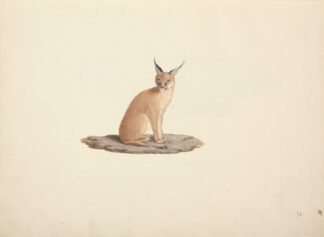 Caracal caracal by Luigi Balugani
