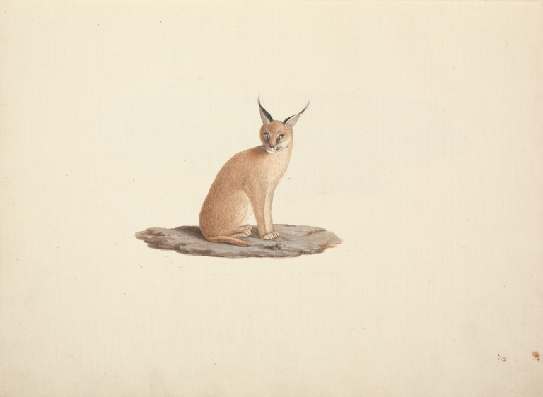 Caracal caracal by Luigi Balugani