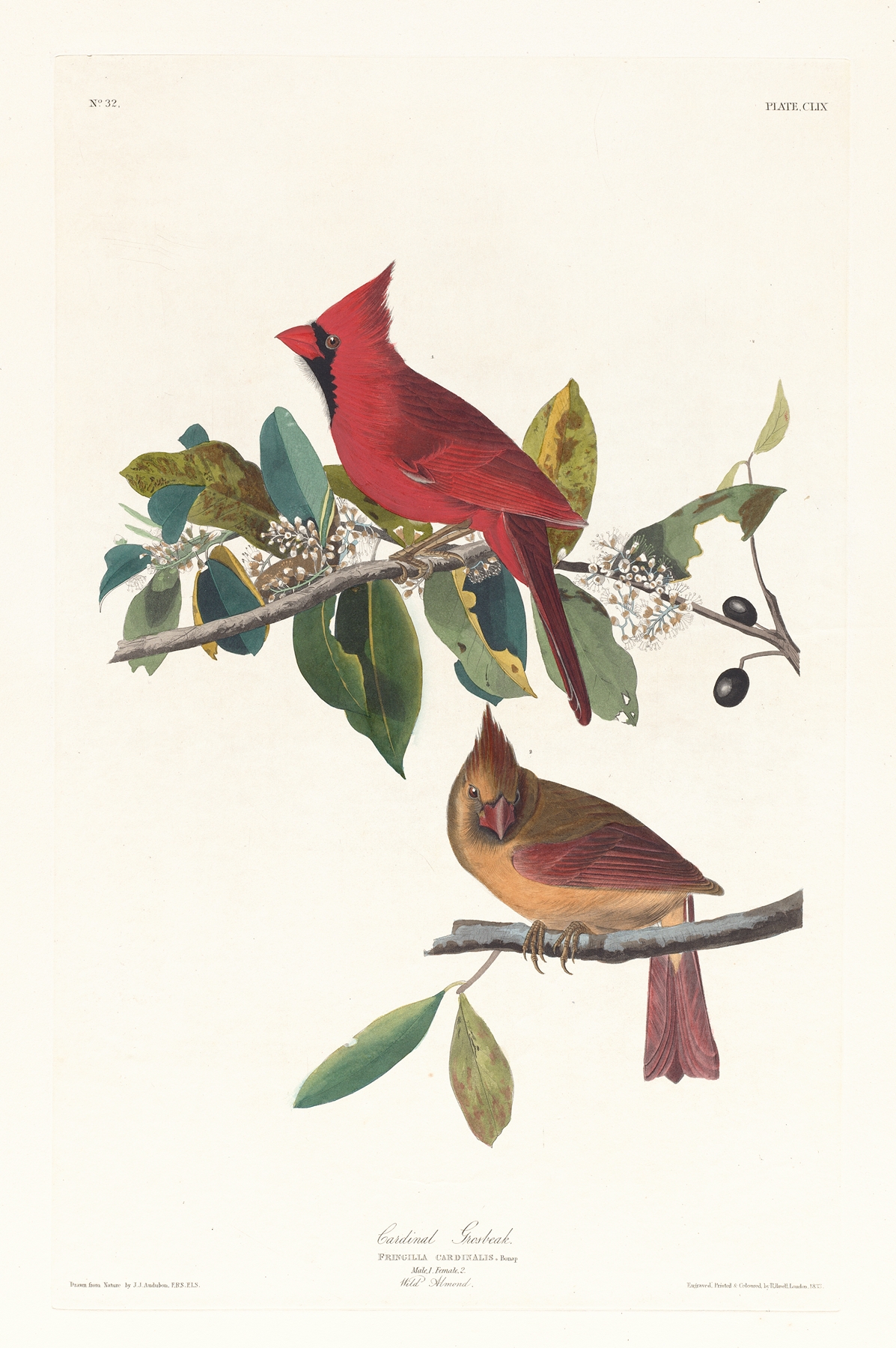 Cardinal grosbeak by John James Audubon