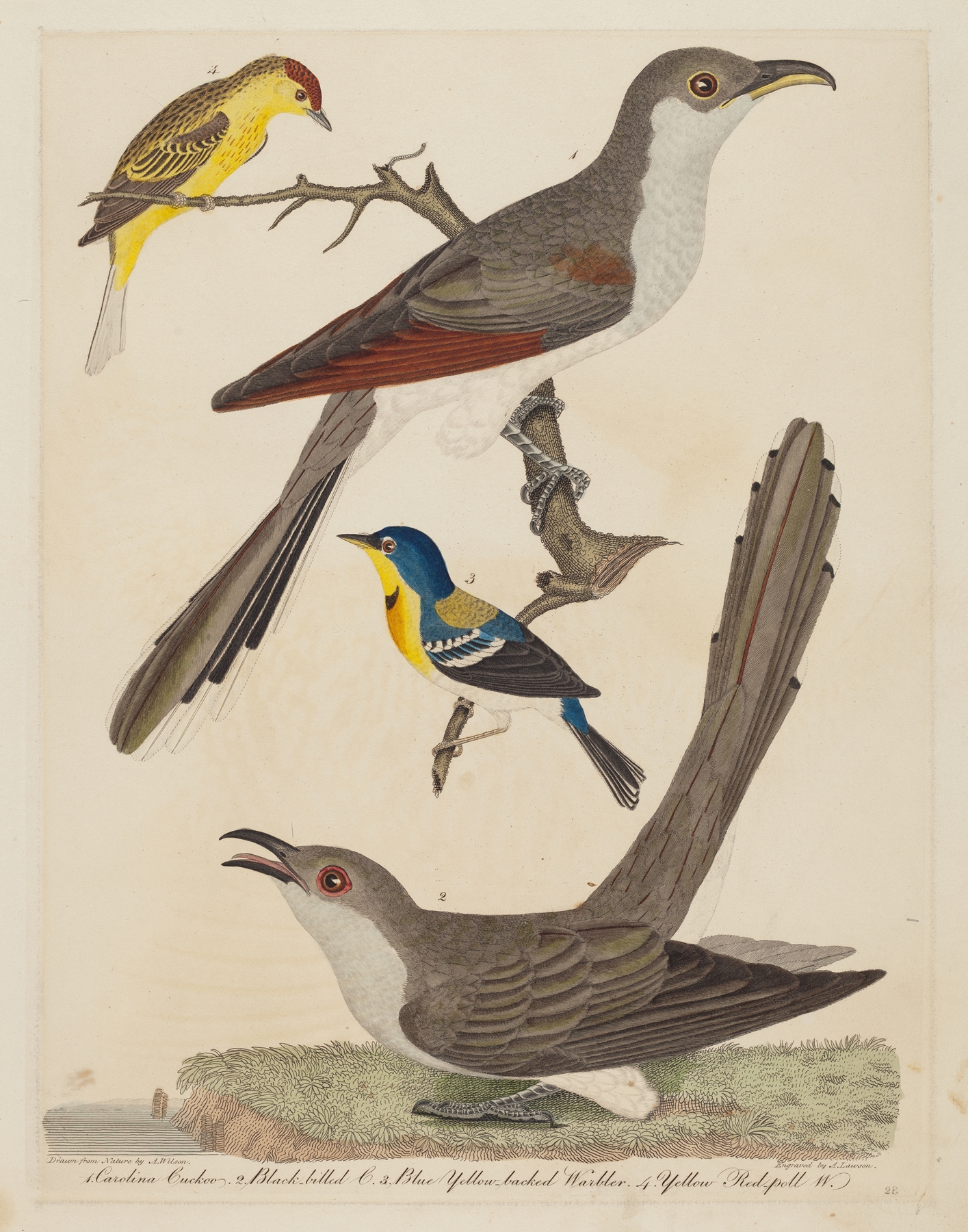 Carolina Cuckoo, Black-billed Cuckoo, Blue Yellow-backed Warbler, and Yellow Red-poll Warbler by Alexander Lawson