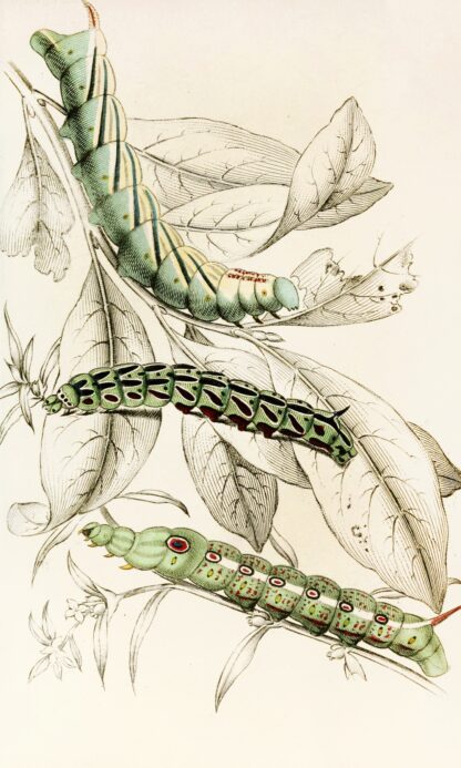 Caterpillar of Metopsilus Tersa, Sphinx Chionanthi, Sphinx Gaurae by James Duncan