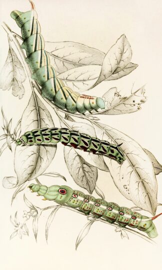 Caterpillar of Metopsilus Tersa, Sphinx Chionanthi, Sphinx Gaurae by James Duncan