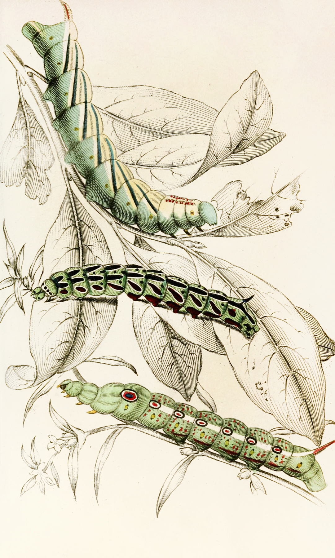 Caterpillar of Metopsilus Tersa, Sphinx Chionanthi, Sphinx Gaurae by James Duncan