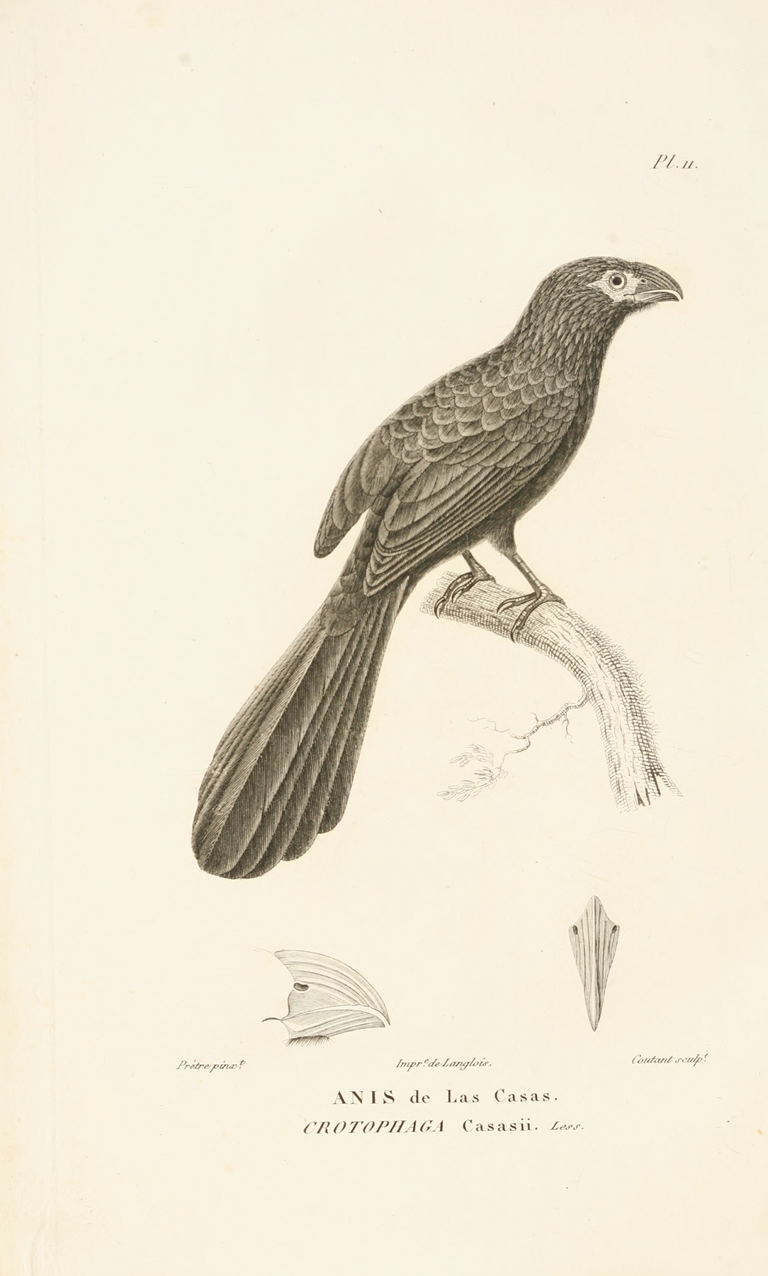 Centurie zoologique Pl.11 by René-Primevère Lesson