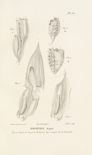 Centurie zoologique Pl.56 by René-Primevère Lesson