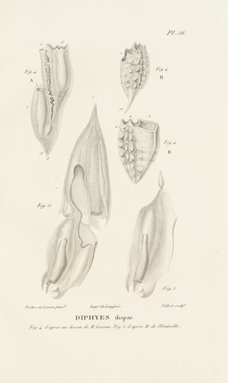 Centurie zoologique Pl.56 by René-Primevère Lesson