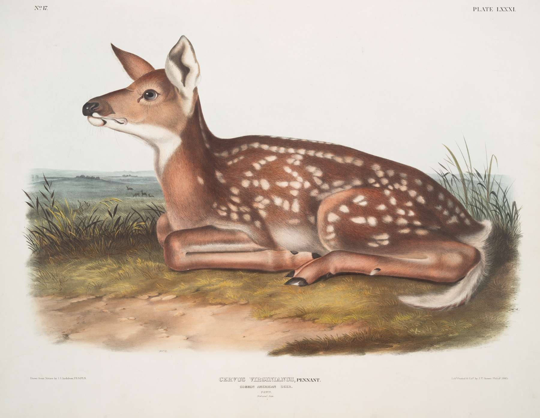 Cervus Virginianus, Common American Deer. by John Woodhouse Audubon