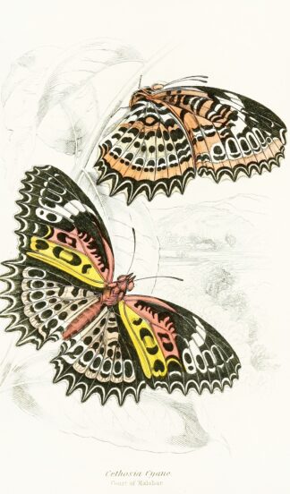 Cethosia Cyane by James Duncan