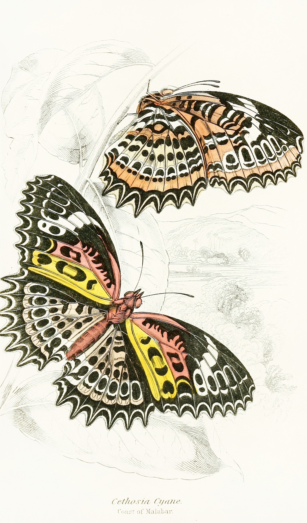 Cethosia Cyane by James Duncan