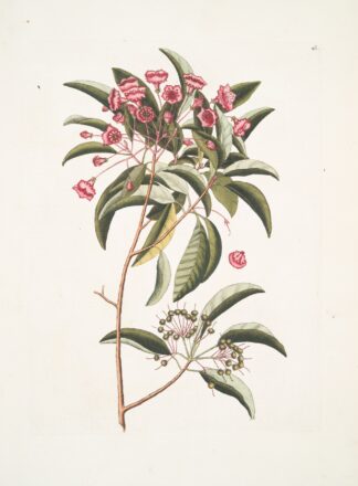 Chamædaphne foliis Tini. by Mark Catesby