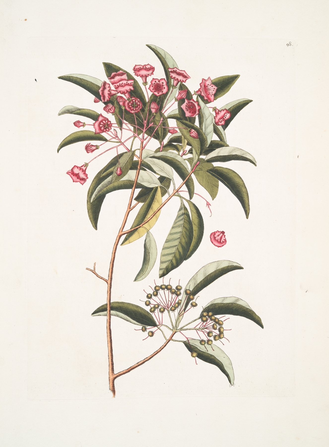 Chamædaphne foliis Tini. by Mark Catesby