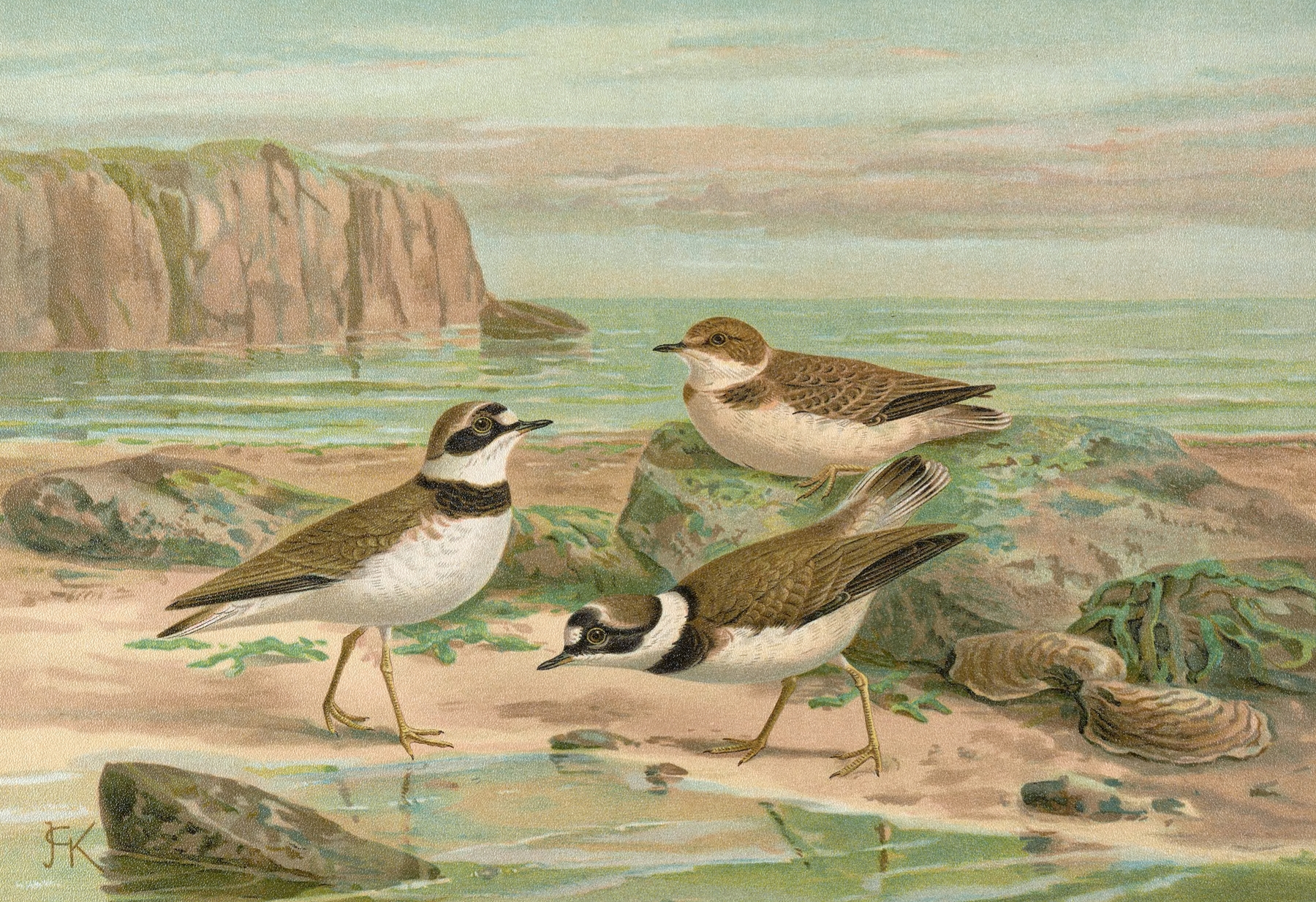 Charadrius dubius Scop by Johann Friedrich Naumann