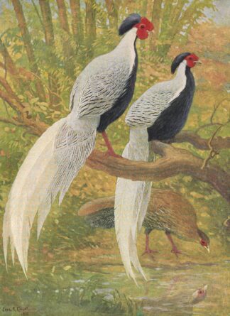 Chinese Silver Kaleege by Charles Robert Knight