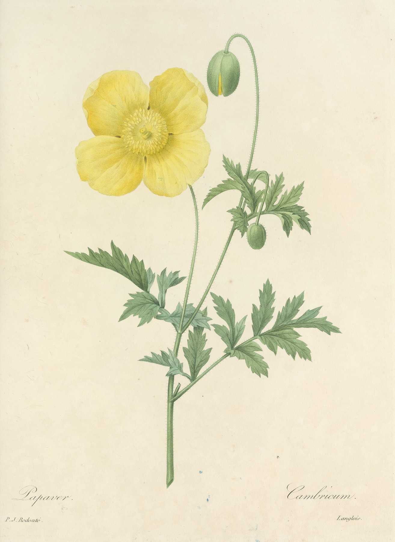 Choix des plus belles fleurs pl 060 by Pierre Joseph Redouté