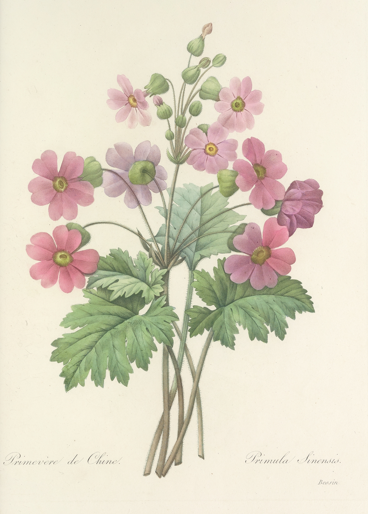 Choix des plus belles fleurs pl 081 by Pierre Joseph Redouté