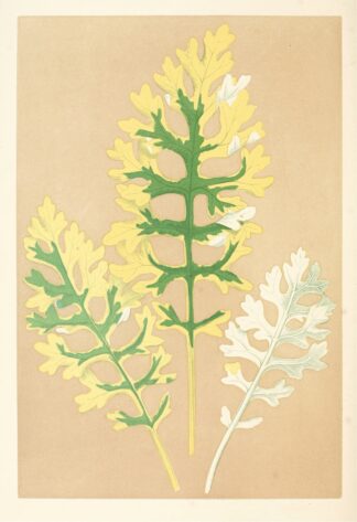 Cineraria Maritima Fairbairnianum by Edward Joseph Lowe