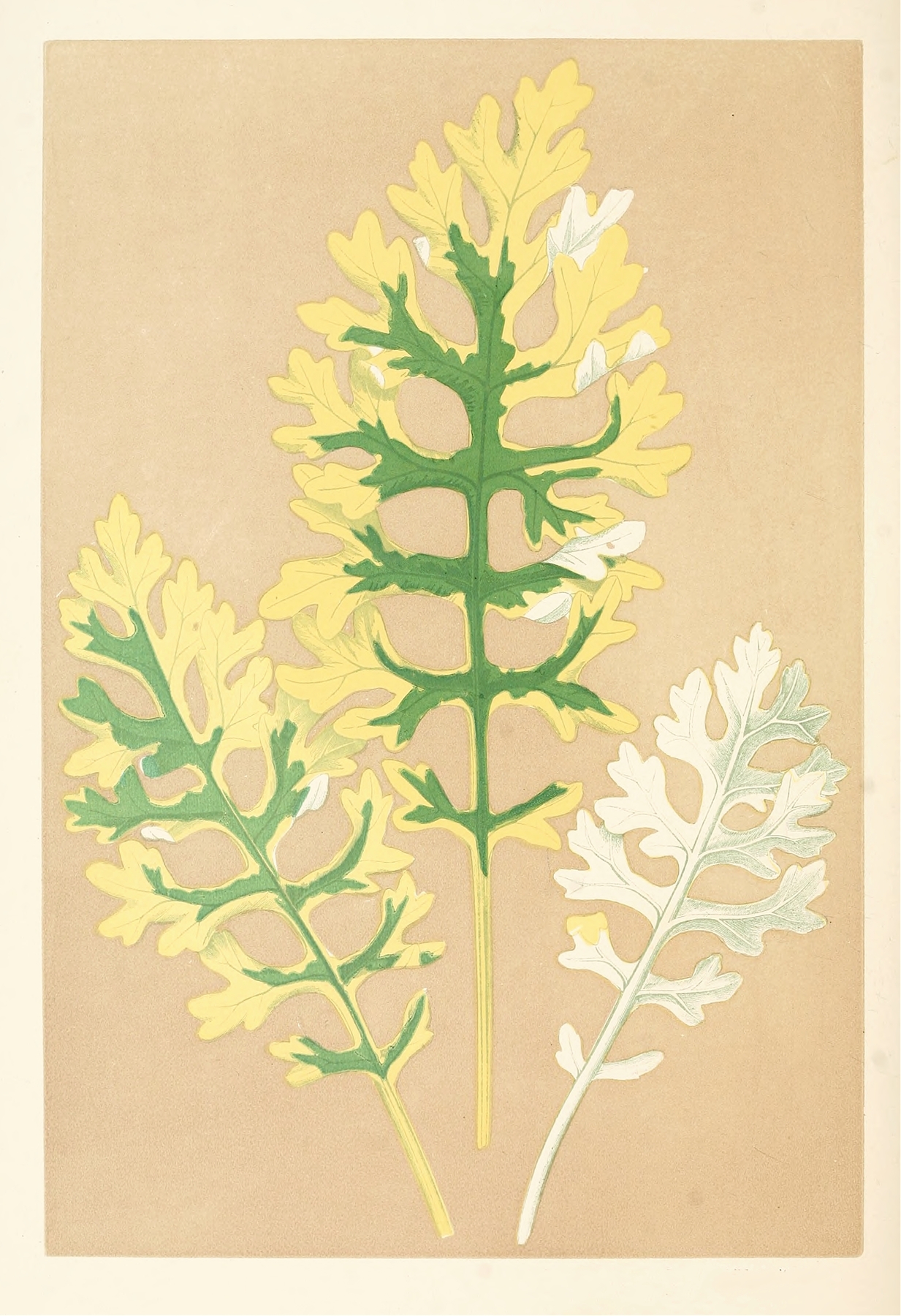 Cineraria Maritima Fairbairnianum by Edward Joseph Lowe