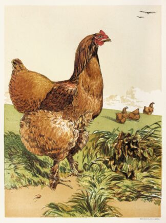 Cinnamon Cochin Hen by Harrison Weir