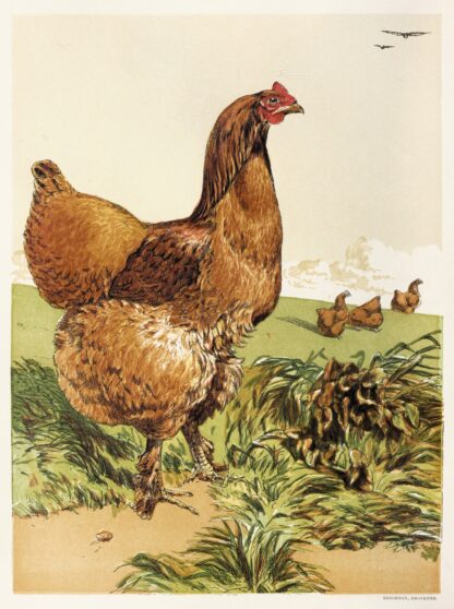 Cinnamon Cochin Hen by Harrison Weir