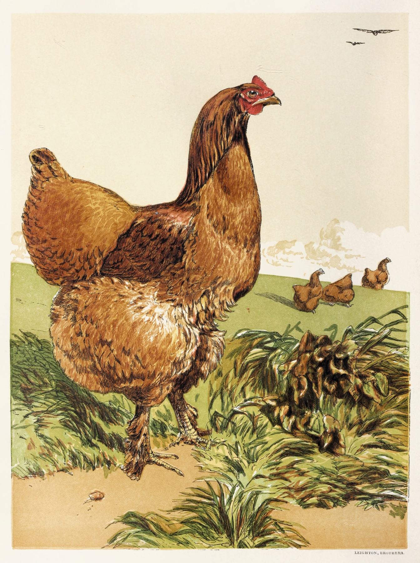 Cinnamon Cochin Hen by Harrison Weir