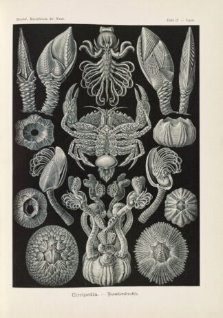 Cirripedia. – Rankenkreble by Ernst Haeckel