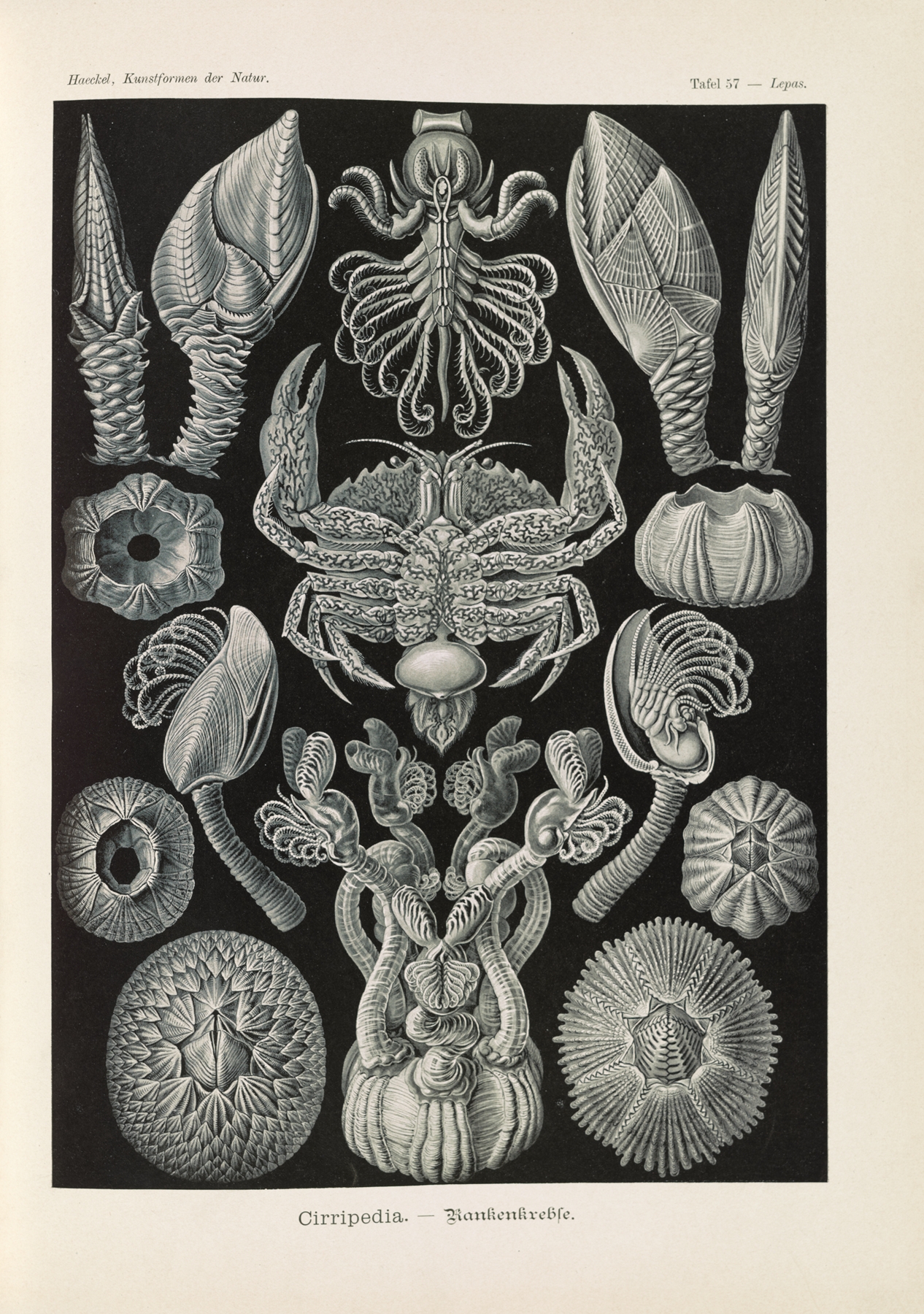 Cirripedia. – Rankenkreble by Ernst Haeckel