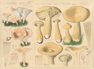 Clitocybe obsoleta, Clitocybe geotropa by Hans Walty
