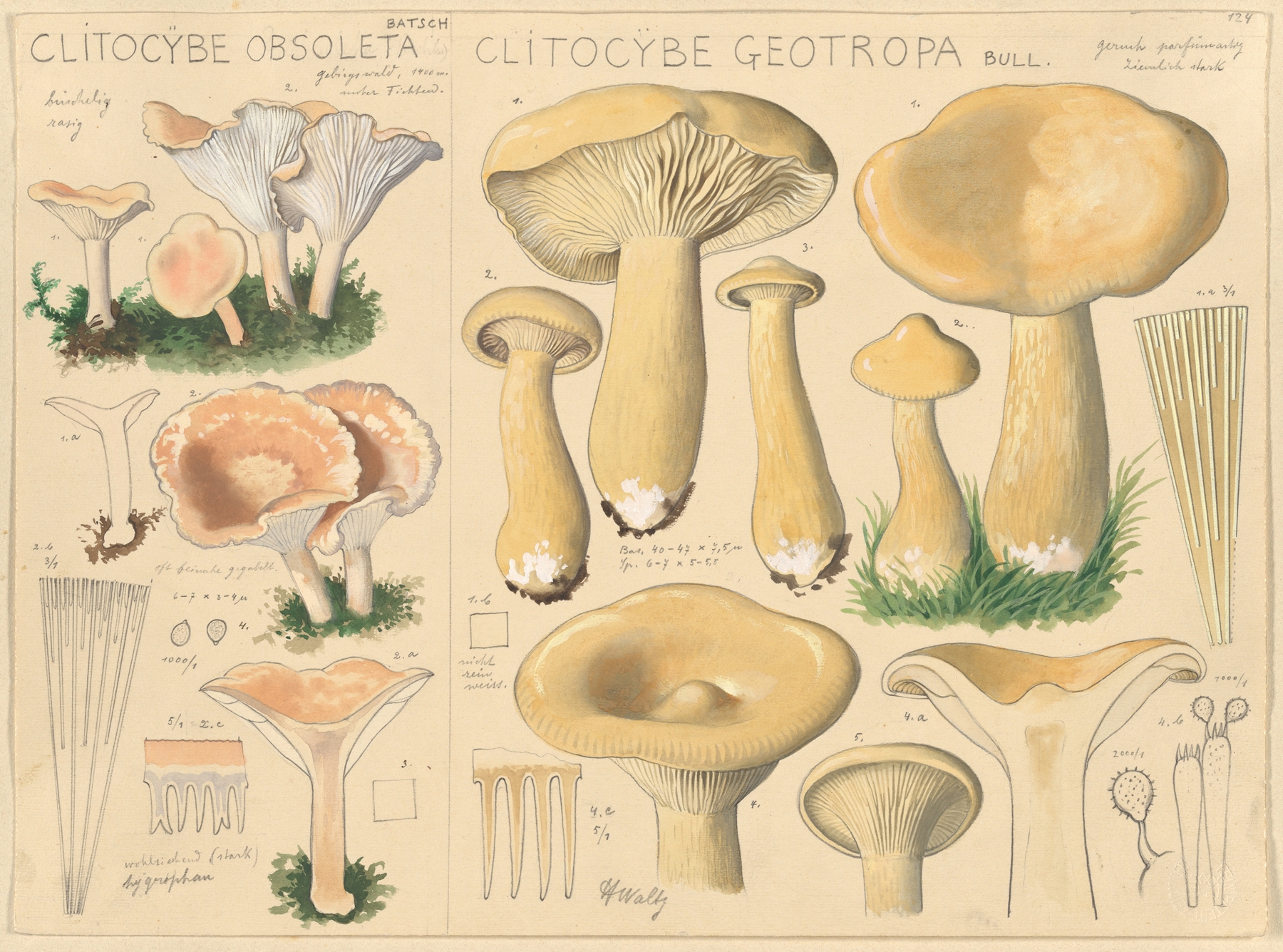 Clitocybe obsoleta, Clitocybe geotropa by Hans Walty