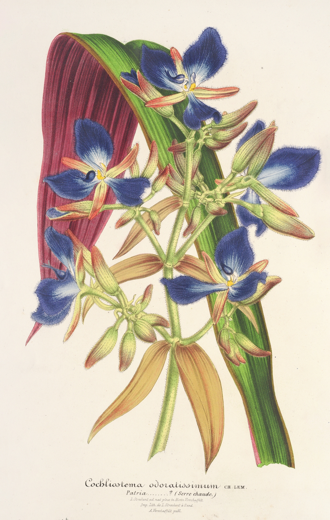 Cochliostenia odoratissimum by Charles Antoine Lemaire