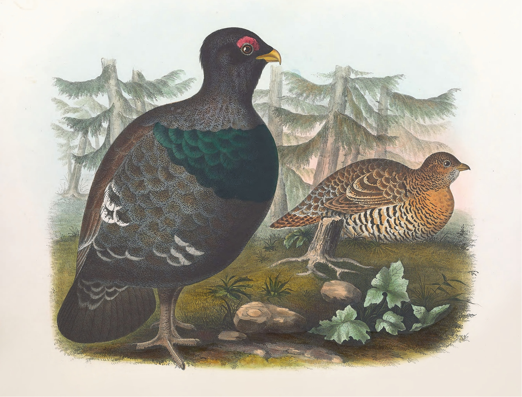 Cock of the Woods by Daniel Giraud Elliot