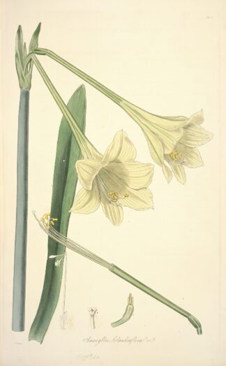 Collectanea botanica Pl.11 by John Lindley