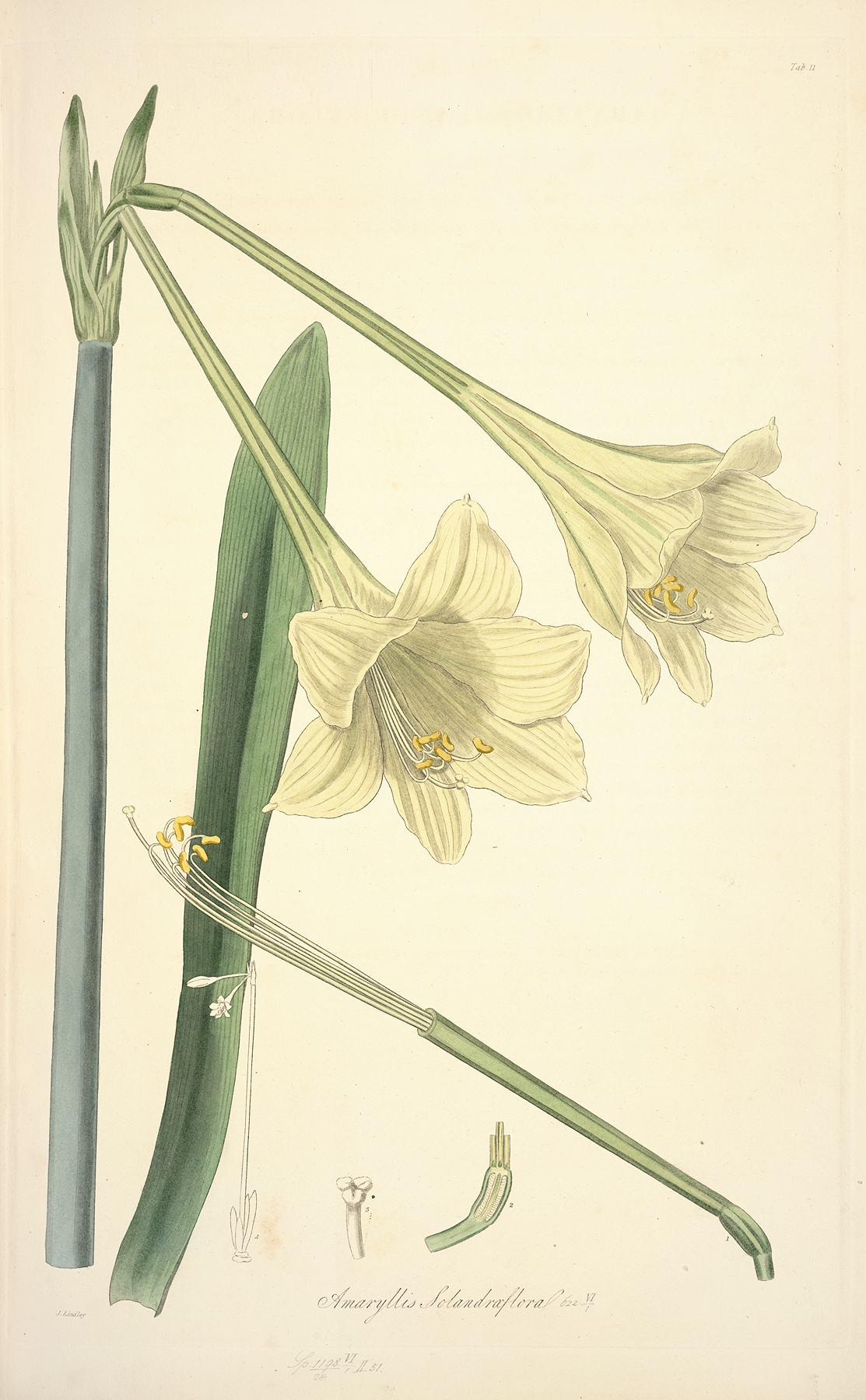 Collectanea botanica Pl.11 by John Lindley