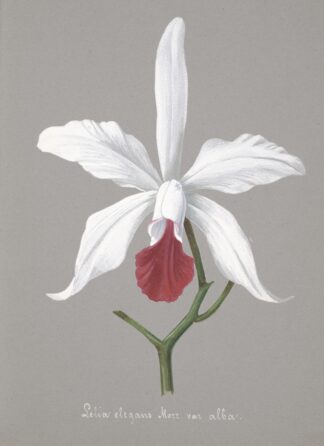 Collection d’orchidées Pl.13 by Anonymous