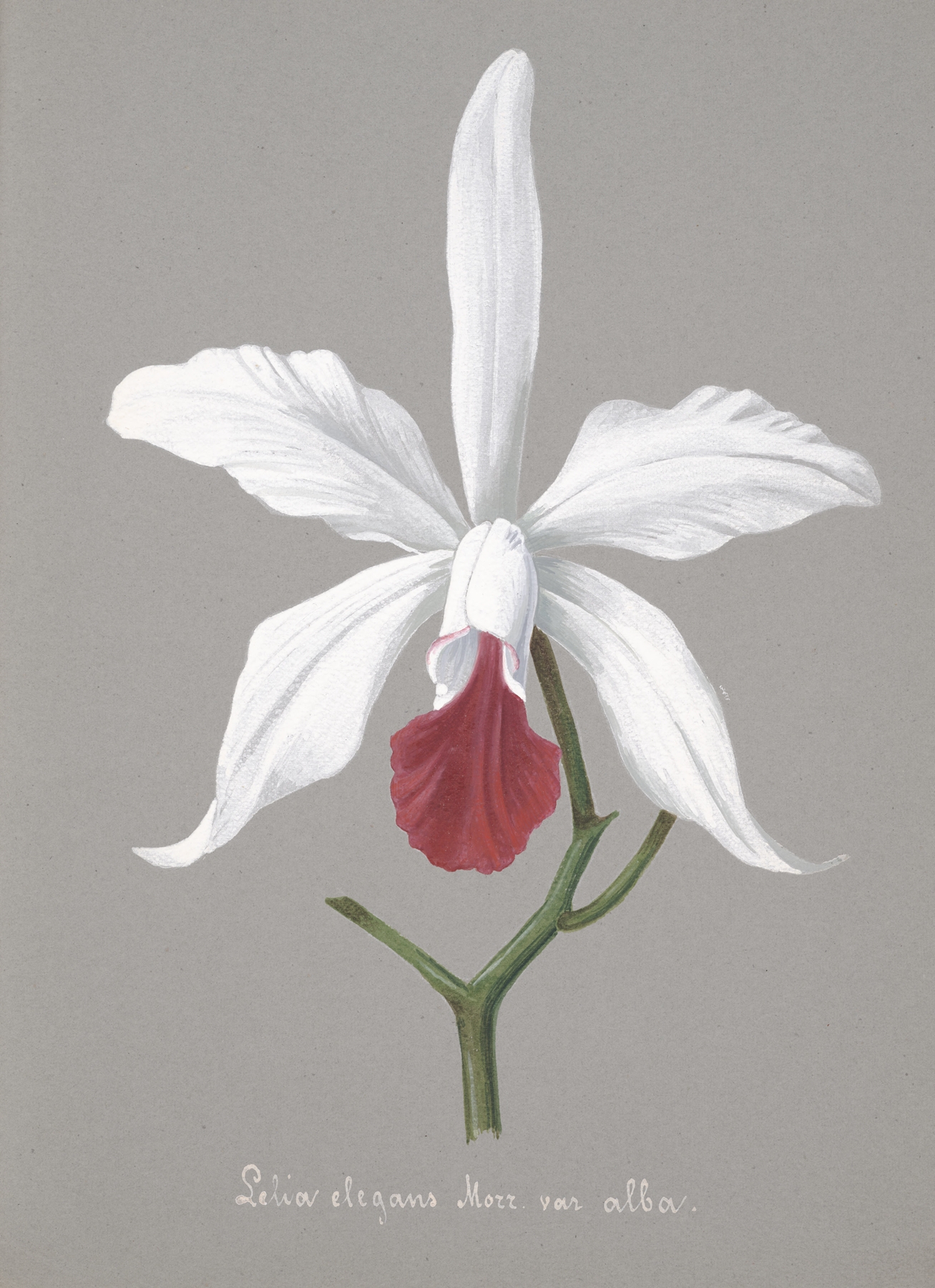 Collection d’orchidées Pl.13 by Anonymous