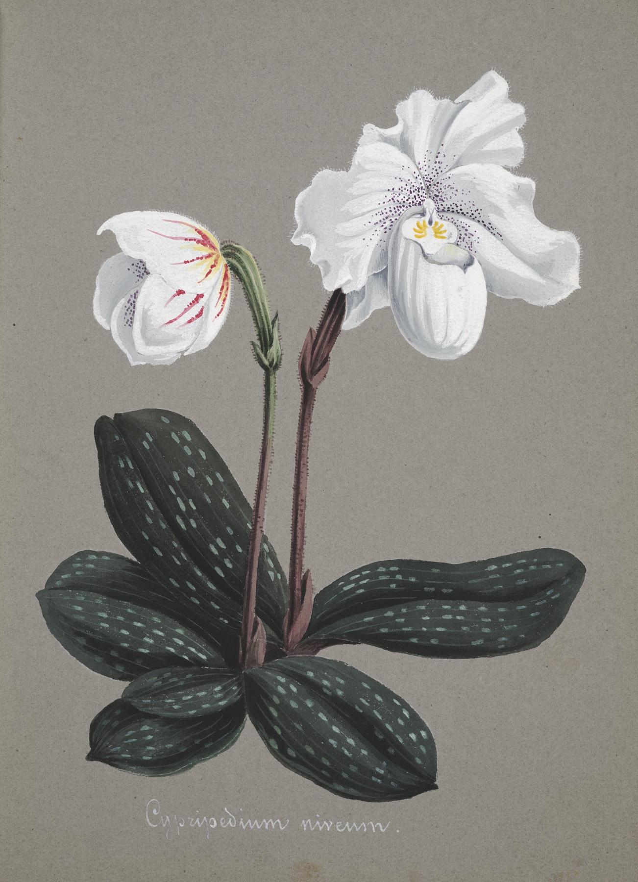 Collection d’orchidées Pl.29 by Anonymous