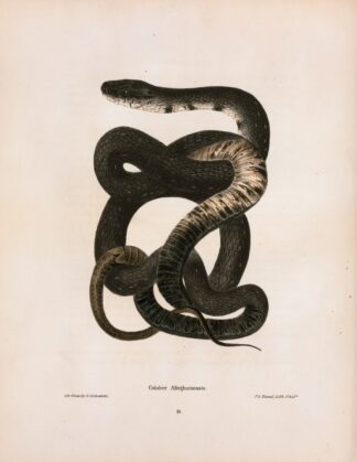 Coluber Alleghaniensis. by John Edwards Holbrook
