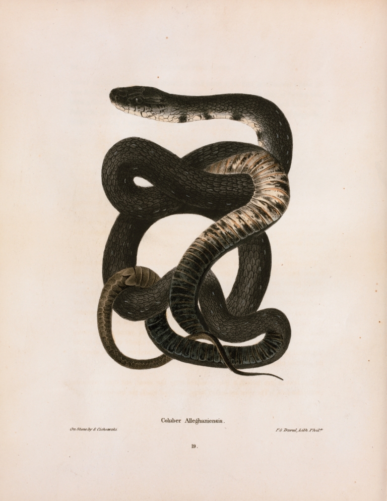 Coluber Alleghaniensis. by John Edwards Holbrook