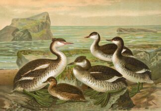 Colymbus cristatus, Grosser Lappentaucher. by Johann Friedrich Naumann
