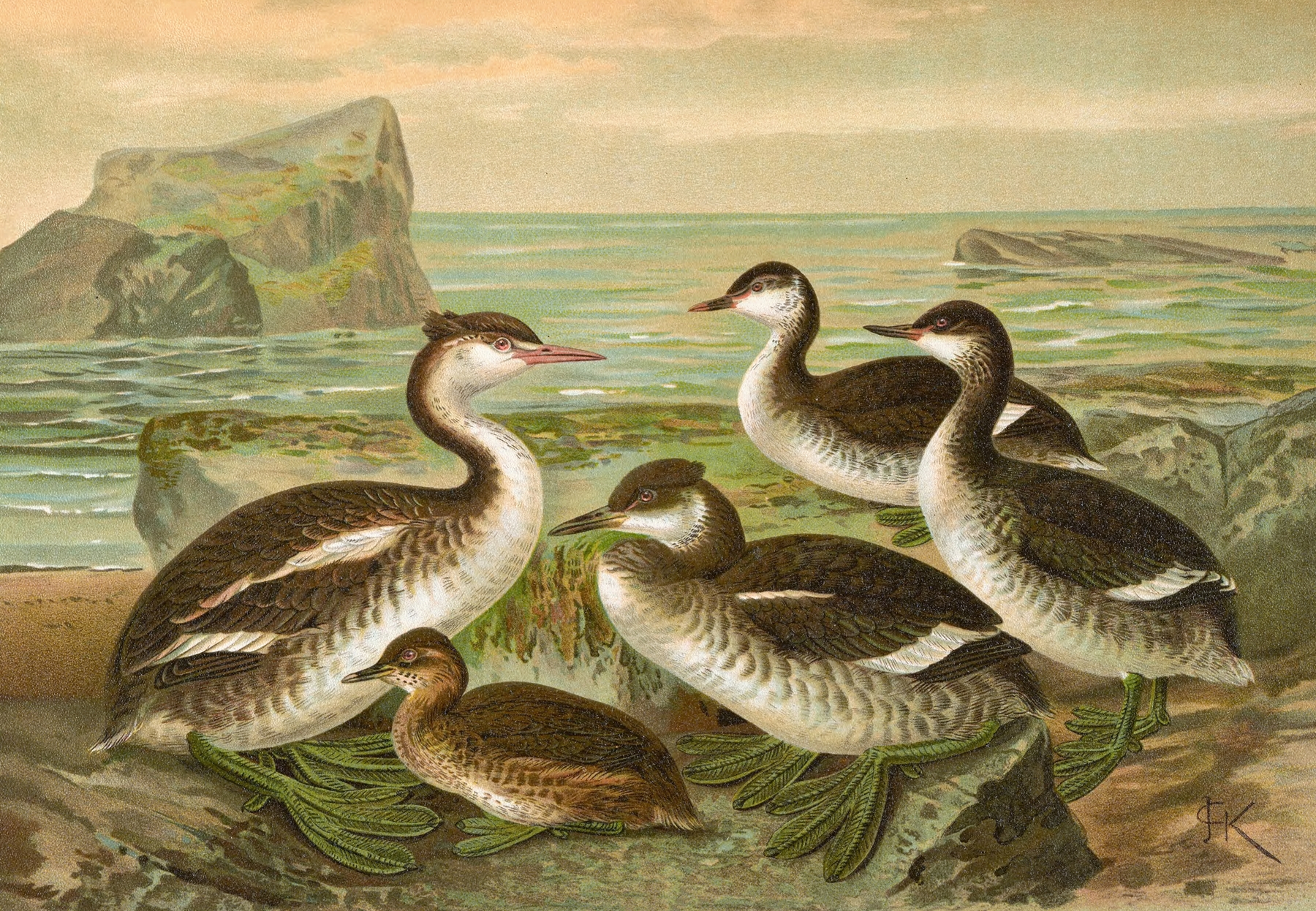Colymbus cristatus, Grosser Lappentaucher. by Johann Friedrich Naumann