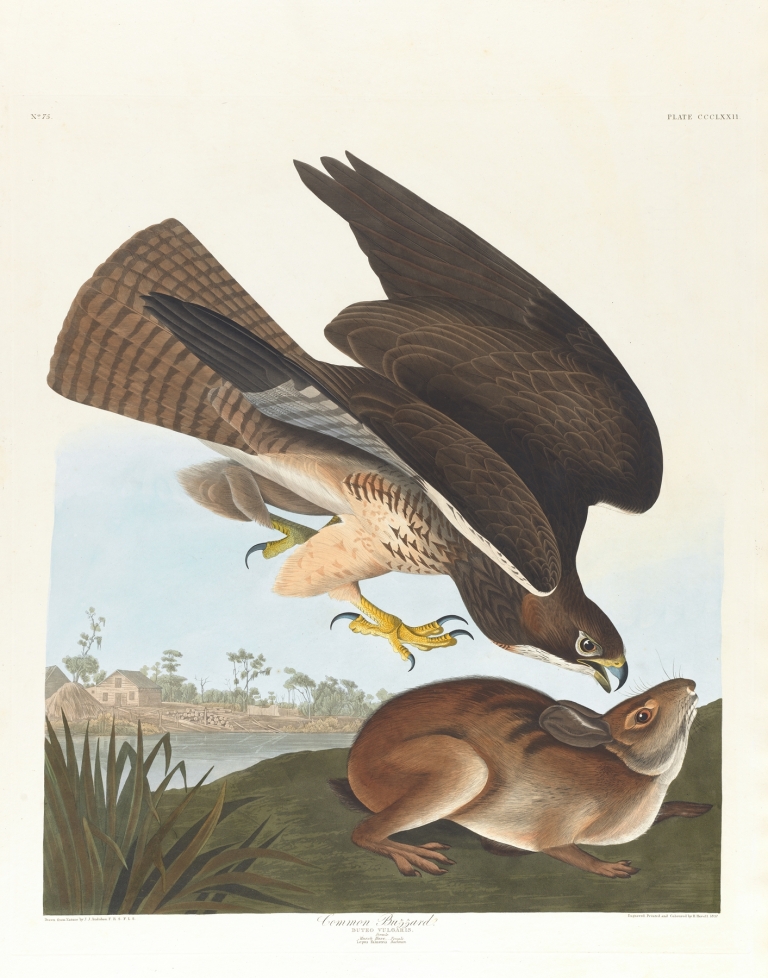 Common buzzard by John James Audubon