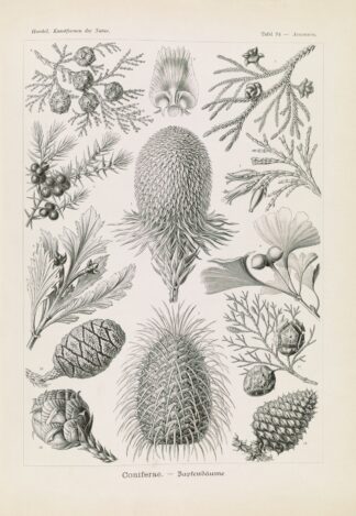 Coniferae. – Bapfenbäume by Ernst Haeckel